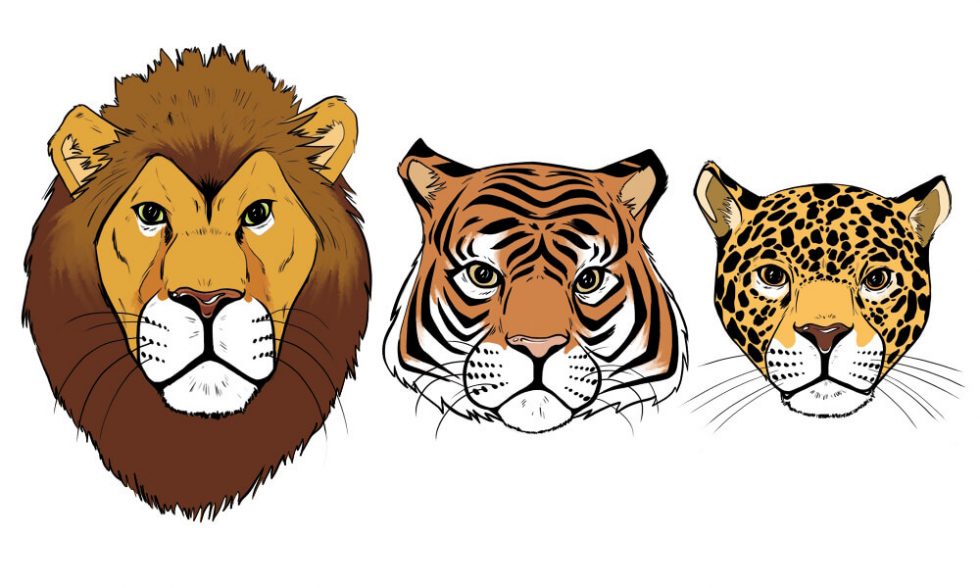 Lion Tiger Jaguar | Lion Tiger Jaguar LLC
